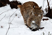 BWALD 16-02-09 1969   Photos ACG 2016