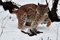 BWALD 16-02-09 1970   Photos ACG 2016