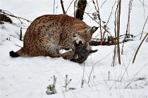 BWALD 16-02-09 1997   Photos ACG 2016