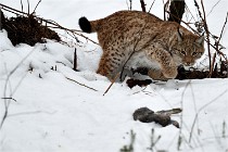 BWALD 16-02-09 2013   Photos ACG 2016