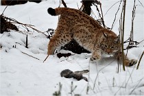 BWALD 16-02-09 2014   Photos ACG 2016