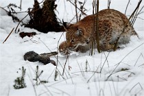 BWALD 16-02-09 2017   Photos ACG 2016