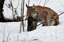 BWALD 16-02-09 2024   Photos ACG 2016