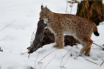 BWALD 16-02-09 2029   Photos ACG 2016