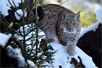 BWALD 16-02-12 2719   Photos ACG 2016