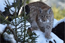 BWALD 16-02-12 2721   Photos ACG 2016