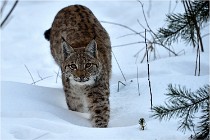 BWALD 16-02-12 2758   Photos ACG 2016