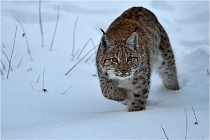 BWALD 16-02-12 2770   Photos ACG 2016