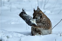 BWALD 16-02-12 2798   Photos ACG 2016