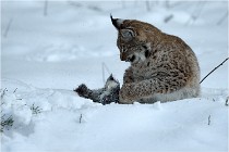 BWALD 16-02-12 2799   Photos ACG 2016