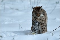 BWALD 16-02-12 2807   Photos ACG 2016