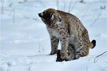 BWALD 16-02-12 2813   Photos ACG 2016