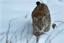 BWALD 16-02-12 2858   Photos ACG 2016