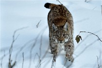 BWALD 16-02-12 2859   Photos ACG 2016