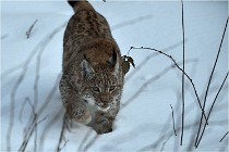 BWALD 16-02-12 2860   Photos ACG 2016