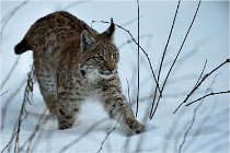 BWALD 16-02-12 2862   Photos ACG 2016