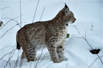 BWALD 16-02-12 2864   Photos ACG 2016