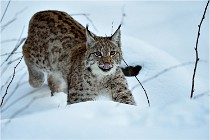 BWALD 16-02-12 2865   Photos ACG 2016