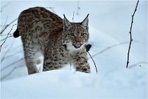 BWALD 16-02-12 2866   Photos ACG 2016