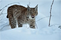 BWALD 16-02-12 2867   Photos ACG 2016