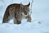 BWALD 16-02-12 2868   Photos ACG 2016