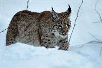 BWALD 16-02-12 2871   Photos ACG 2016