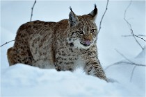 BWALD 16-02-12 2872   Photos ACG 2016