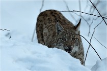 BWALD 16-02-12 2878   Photos ACG 2016