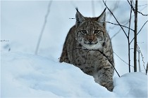 BWALD 16-02-12 2880   Photos ACG 2016