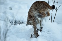 BWALD 16-02-12 2903   Photos ACG 2016