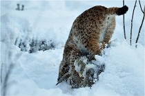 BWALD 16-02-12 2905   Photos ACG 2016