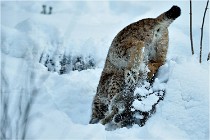 BWALD 16-02-12 2906   Photos ACG 2016