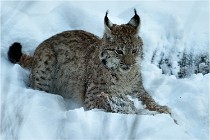 BWALD 16-02-12 2921   Photos ACG 2016