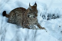 BWALD 16-02-12 2922   Photos ACG 2016