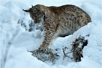 BWALD 16-02-12 2924   Photos ACG 2016