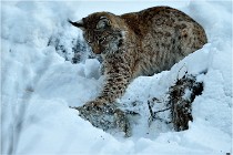 BWALD 16-02-12 2925   Photos ACG 2016