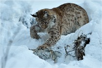 BWALD 16-02-12 2926   Photos ACG 2016