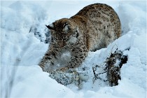 BWALD 16-02-12 2927   Photos ACG 2016