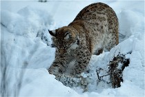 BWALD 16-02-12 2928   Photos ACG 2016