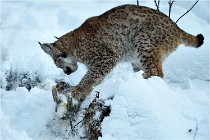 BWALD 16-02-12 2933   Photos ACG 2016