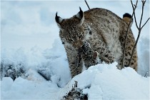 BWALD 16-02-12 2940   Photos ACG 2016