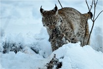 BWALD 16-02-12 2941   Photos ACG 2016