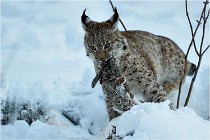 BWALD 16-02-12 2942   Photos ACG 2016