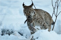 BWALD 16-02-12 2943   Photos ACG 2016