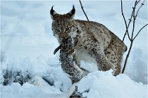 BWALD 16-02-12 2944   Photos ACG 2016