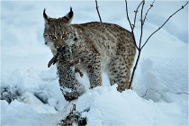 BWALD 16-02-12 2946   Photos ACG 2016