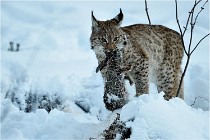 BWALD 16-02-12 2947   Photos ACG 2016