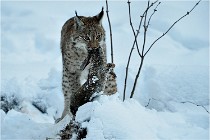 BWALD 16-02-12 2957   Photos ACG 2016