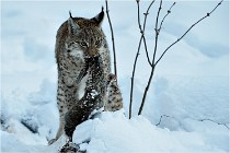 BWALD 16-02-12 2958   Photos ACG 2016