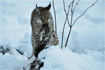 BWALD 16-02-12 2959   Photos ACG 2016